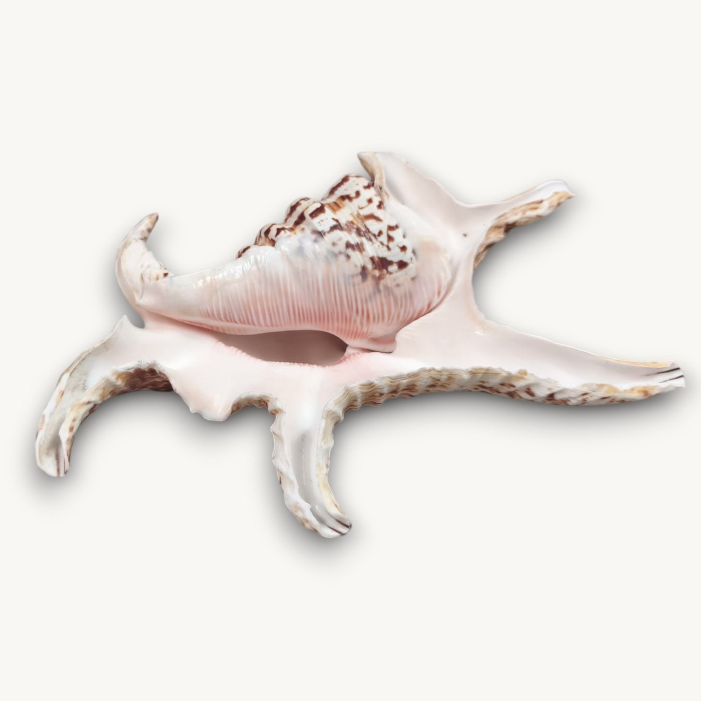 CHIRAGRA