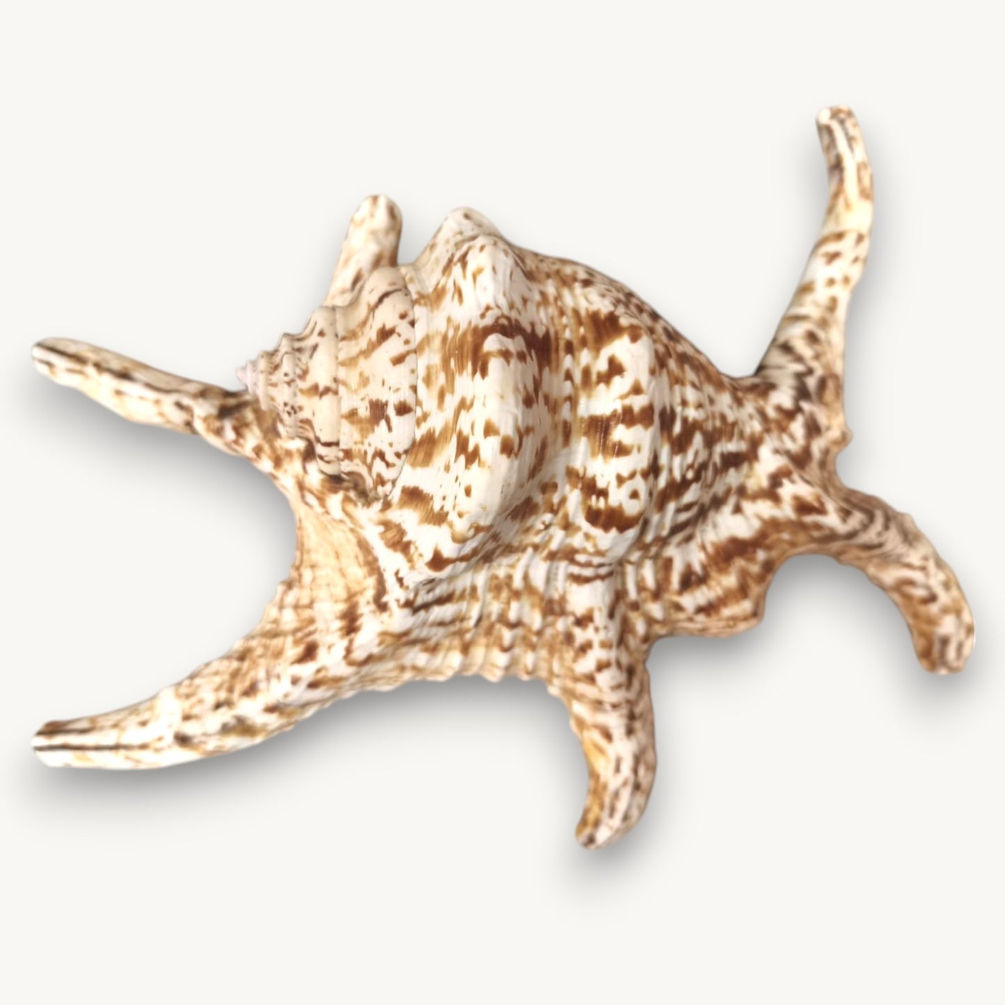 CHIRAGRA