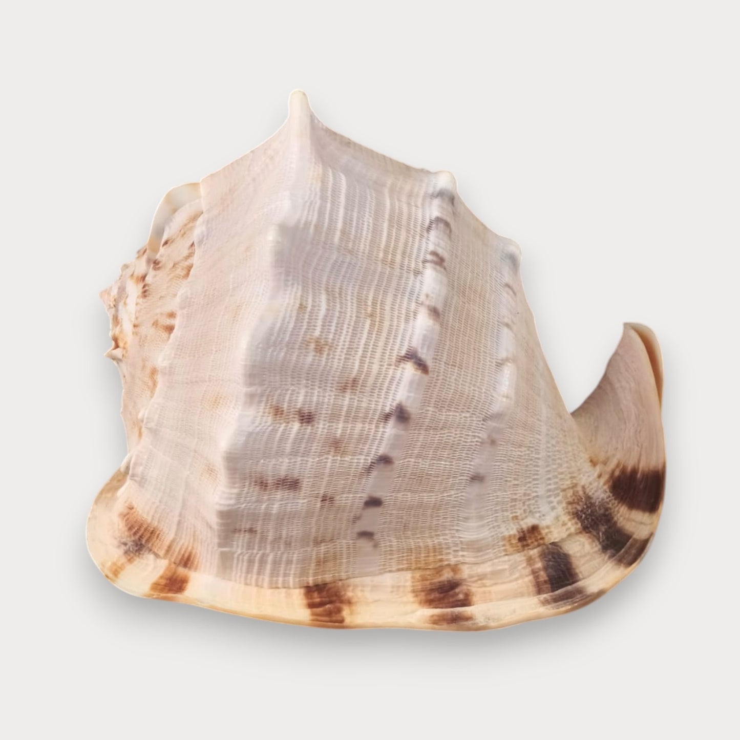 CORNUTA