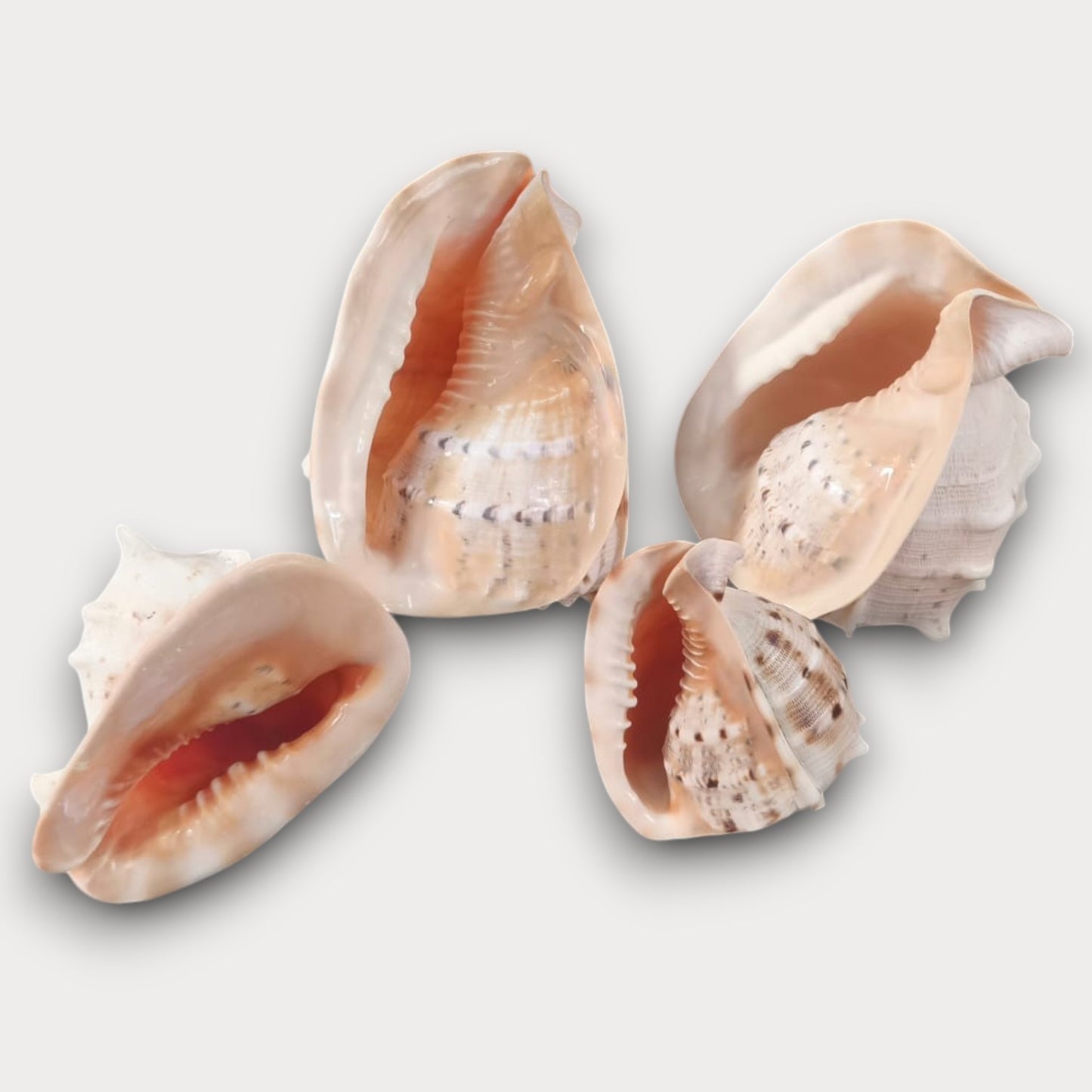 CORNUTA
