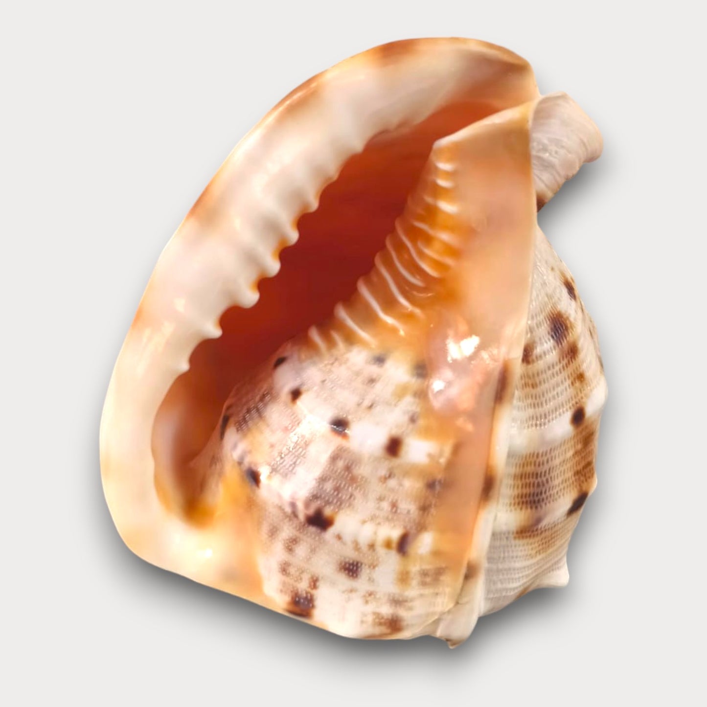 CORNUTA