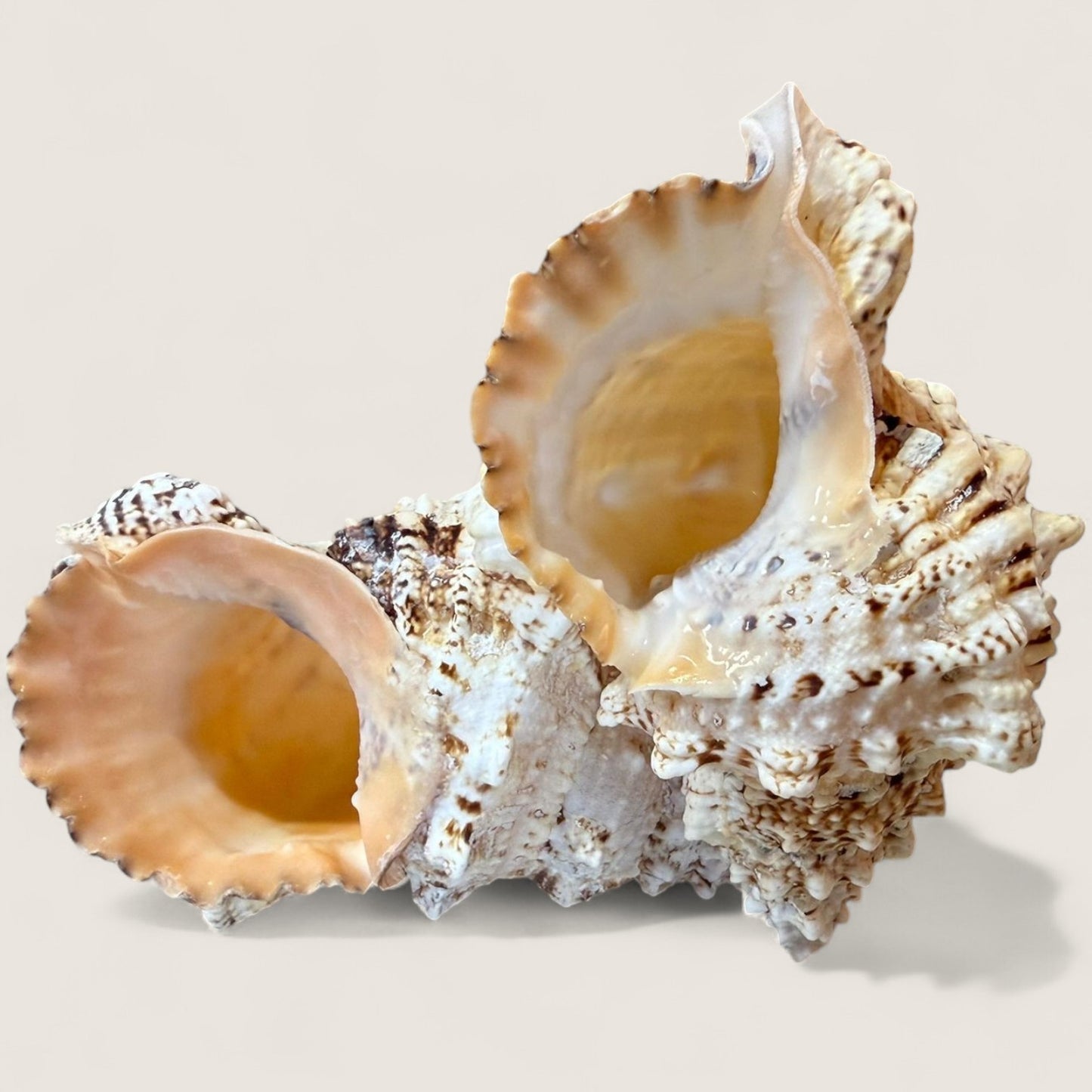 TRITON
