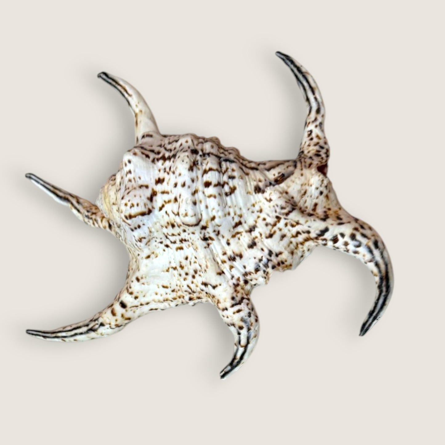 CHIRAGRO