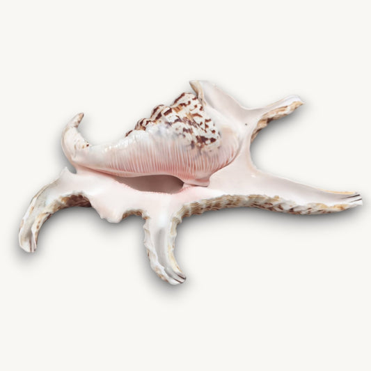 CHIRAGRA