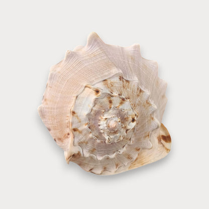 CORNUTA