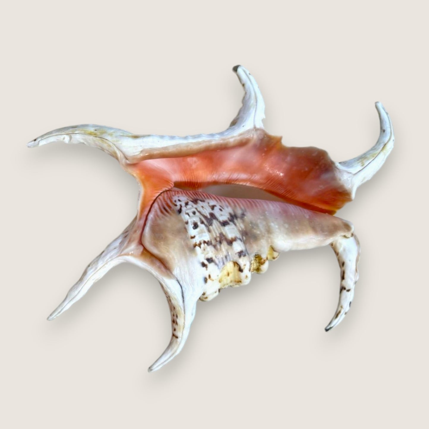 CHIRAGRO